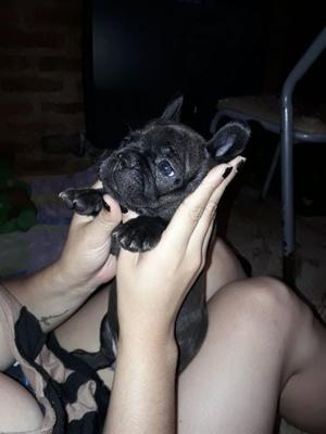 Venta de Bulldog francés