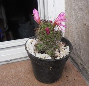 cactus Mammillaria zeilmanniana maceta 10 en flor