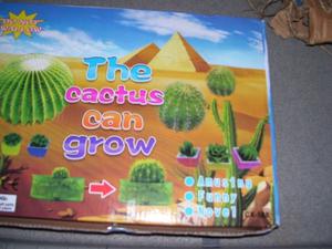 cactus de gel se riegan y crecen pesos 30
