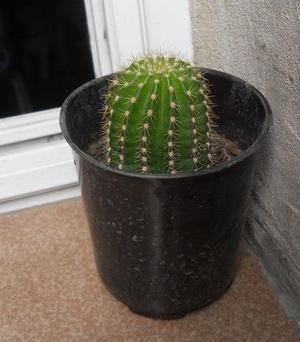 cactus echinopsis en maceta 10
