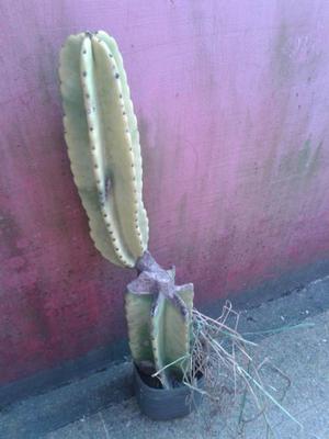 planta cactus Para Transplante 60cm