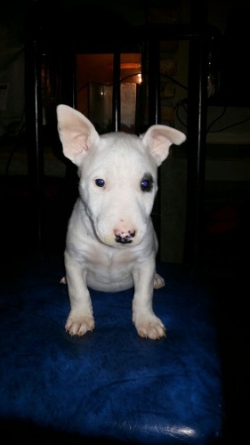 Bull Terrier Cachorros Vac Y Desp