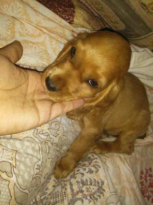 Cachorros Cocker