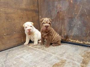 Cachorros Shar Pei Machos Con Fca