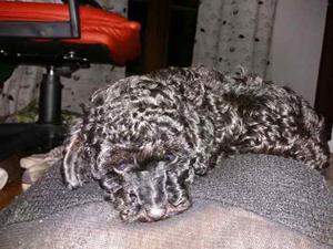 Caniche Toy Gris Macho