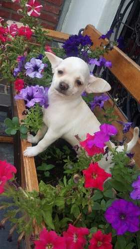 Chihuahua Hembra Con Papeles Espectacular!