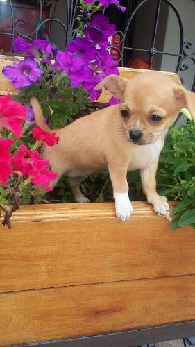 Chihuahua Hembrita Con Papeles Espectacular !