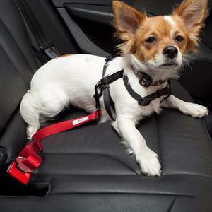 Cinturon De Seguridad P/ Mascotas Perros Regulable - Surtido