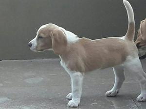 Oportunidad Cachorra Beagle Bicolor