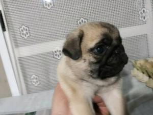 Pug Carlino Macho Hermosos