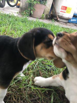 Beagle cachorros tricolor