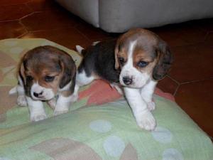 Beagles tricolor de 13 pulgadas
