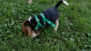 CACHORRITA BEAGLE TRICOLOR CON PEDIGREE