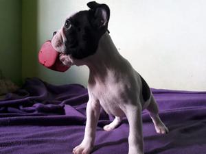 CACHORRO BULLDOG FRANCÉS