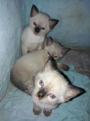 Cachorros siameses puros