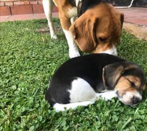 VENDO BEAGLES TRE COLR