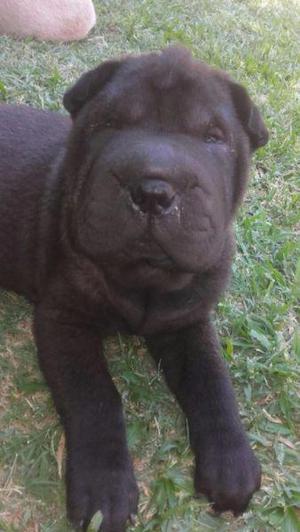 VENDO CACHORRITOS SHARP PEI