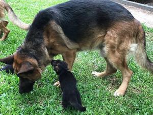 VENDO CACHORROS DE OVEJERO ALEMÁN EXCELENTE PEDIGREE