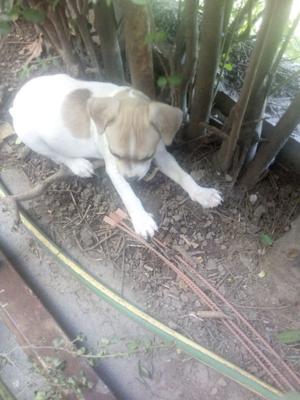 Vendo Mestizos de Fox Terrier