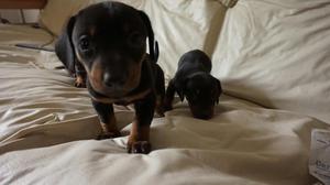 Vendo Perros Salchichas Dachshund