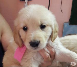 Vendo cachorros Golden Retriever