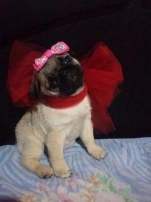 ltima hembrita Pug Carlino ❤