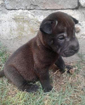 shar pei cachorros sin papeles