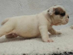 CACHORROS BULLDOG INGLES