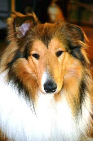 Cachorros collie Rough (Lassie) 45 dias