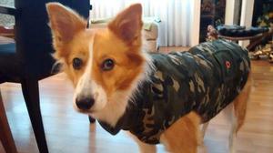 Campera Abrigo Ropa Camuflada Perros L Y Xl Exclusivos