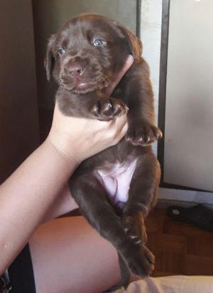 Hermosos cachorros de labrador chocolate