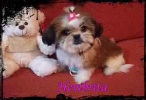 Shih Tzu Hembrita Preciosa!!!