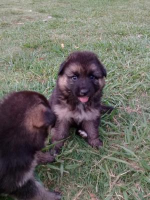 Cachorras ovejero alemán en Brandsen