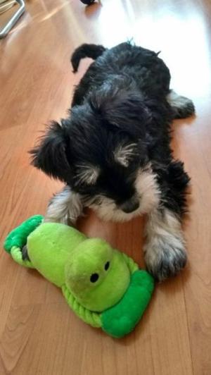 Cachorros Mini Schnauzer