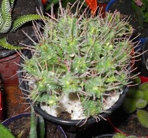 Euphorbia Mammilaris maceta 10
