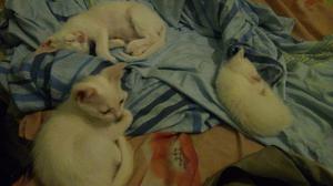 Gatitos blancos de 2 meses