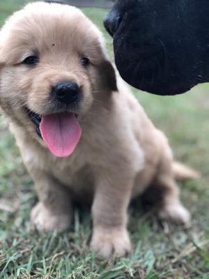 Golden retriever cachorros