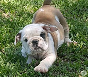 Hermosos cachorros Bulldog Ingles