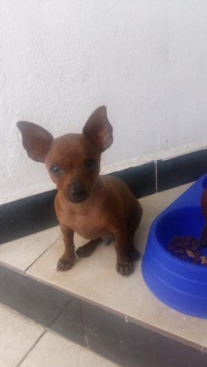 PINSCHER MINI UNICOS