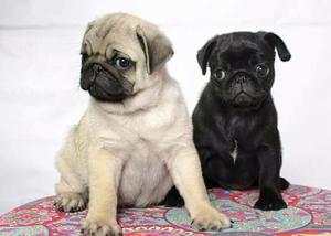 PUG CARLINOS con fca