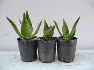 Plantín de Aloe Vera