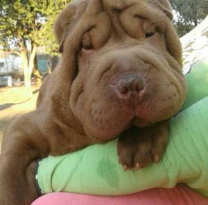 Sharpei Macho chocolate 9 meses