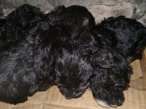 VENDO CANICHES MINI TOY NEGROS Y BLANCOS