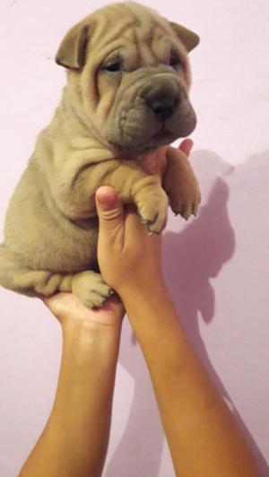 cachorros shar pei