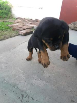 rottweiler cachorros rotwailer puros