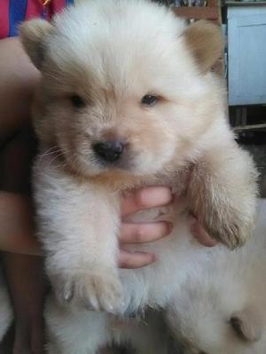 Cachorros Chow Chow