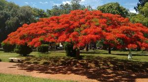 Chivato, árbol