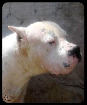 Dogo Argentino *Impresionantes Cachorros!