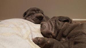 SHAR PEI CACHORROS