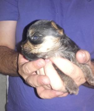 Vendo Perro Yorkshire